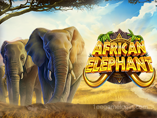 African Elephant